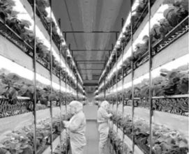 全球氣候變化下的海洋異常與水產(chǎn)養(yǎng)殖危機(jī)